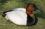 Common Pochard Stock Photo