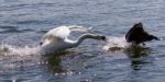 Amazing Photo Of The Angry Swan Attacking The Canada Goose Stock Photo