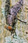 Interesting Fly Spotted Stock Photo