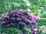 Rhododendron,flowers Stock Photo