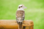 Kookaburra Gracefully Resting During The Day Stock Photo