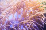 Cartoon Fish Near Sea Anemone Stock Photo