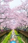 Jinhae,korea - April 4 : Jinhae Gunhangje Festival Is The Largest Cherry Blossom Festival In Korea.tourists Taking Photos Of The Beautiful Scenery Around Jinhae,korea On April 4,2015 Stock Photo