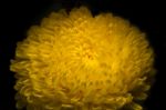 Yellow Chrysanthemum Flower Petals Stock Photo