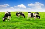 Cows On A Green Field And Blue Sky Stock Photo