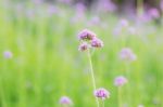 Purple Flowers With Colorful Stock Photo