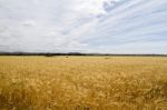 Wheat Plantation Stock Photo