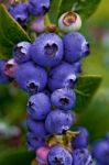 Blueberries Stock Photo