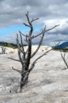 Mammoth Hot Springs Stock Photo