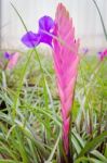 Colorful Blooming Bromeliad Plants Stock Photo