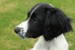 English Springer Spaniel Puppy Stock Photo