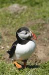 Puffin Stock Photo