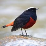 White-capped Water Redstart Stock Photo