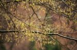 Spring Trees In The Park. April Fresh Leaf Stock Photo