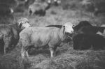 Sheep On The Farm During The Day Stock Photo