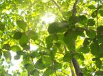 Green Leaves Background Stock Photo