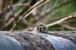 Baby Blue Tit Stock Photo