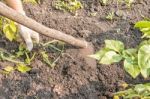 Woman Weeding Hoe Potatoes Stock Photo