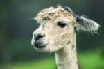 Alpacas In A Field Stock Photo