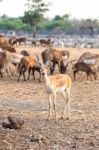 Brown Male Impala Stock Photo