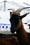 Goat Looking Stock Photo