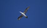 Young Gannet Bird Stock Photo