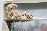 Wasp Nest With Wasps Sitting On It. Wasps Polist Stock Photo