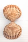 Two Clam Shells Isolated Stock Photo