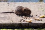 European Water Vole (arvicola Amphibius) Stock Photo