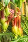 Nepenthes  Ventrata, A Carnivorous Plant Stock Photo