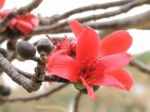 Red Cotton Tree Stock Photo