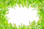 Green Leaves On White Background For Isolated Stock Photo