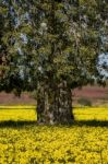 Almond Orchard In A Field Of Yellow Flowers Stock Photo