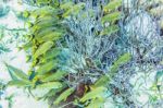 Underwater World In The Reef Near Caye Caulker In Belize Stock Photo