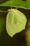 Gonepteryx Cleopatra  Butterfly Insect Stock Photo