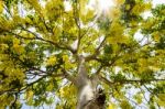 Golden Shower Tree Stock Photo