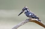 Female Pied Kingfisher Stock Photo