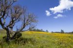 Hill Of Yellow Marigold Flowers Stock Photo