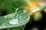 Water Drops In Rainy Season Stock Photo