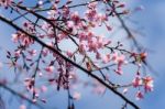 Wild Himalayan Cherry Stock Photo