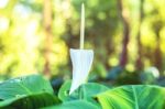 White Flowers In The Tropics And Beautiful Stock Photo