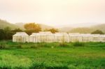 Plant Nursery Of Organic Vegetable Surrounded Stock Photo