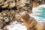 Sea Lion In Galapagos Islands Stock Photo