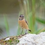 Female Eastern Stonechat Stock Photo