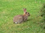 Rabbit Stock Photo