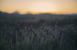 Beautiful Deep Purple Lavender Plants In Nature Stock Photo