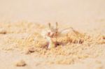 Ghost Crab Broken Leg Standing At The Beach On Sand Background Stock Photo