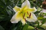 Beautiful Local White Lilly Flower Bloom Stock Photo