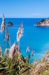 Pampas Grass Along The Coromandel Coastline Stock Photo