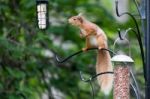 Eurasian Red Squirrel (sciurus Vulgaris) Stock Photo